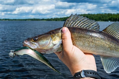 5 Essential Walleye Jigging Tactics Game And Fish