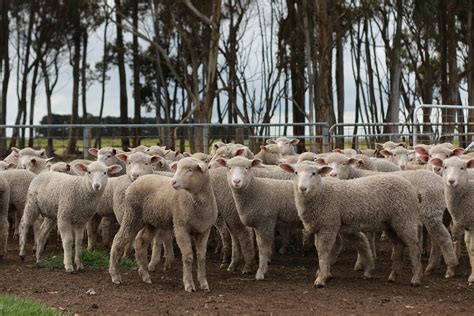 Lamb Production Set For Another Record Year Mecardo