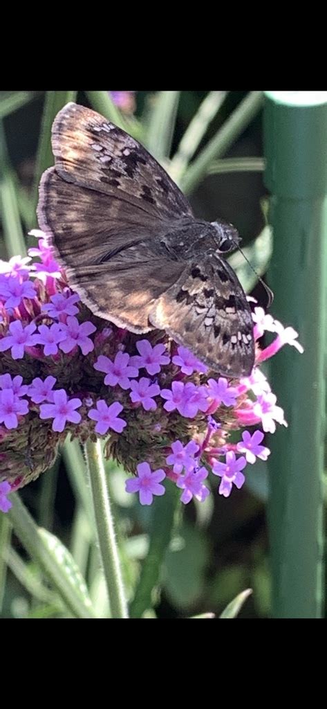 Horace S Duskywing From Staten Island New York Ny Us On August