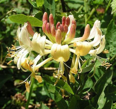 10 Seeds - Climbing vines Honeysuckle Lonicera potted plant flower ...