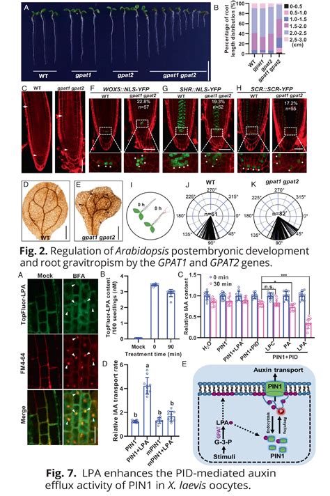 Mitochondrial Gpat Derived Lpa Controls Auxin D