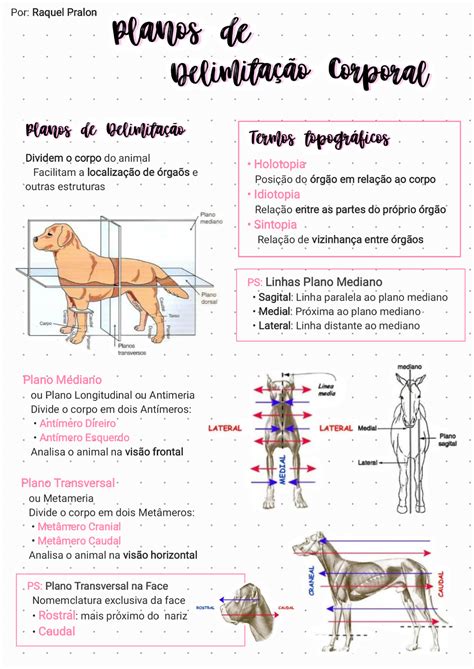 Planos e Eixos Anatômicos Veterinária Anatomia Veterinária I