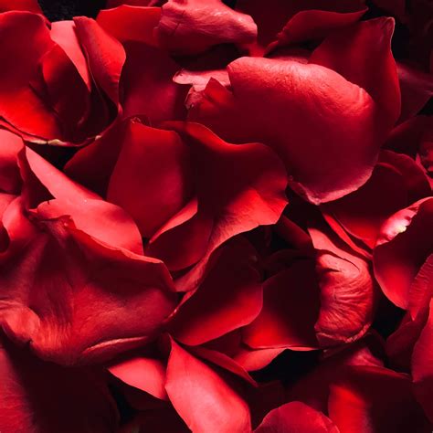 Flower Red Rose Background Wallpaper Best Flower Site