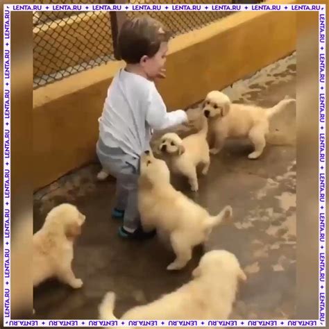 Лента.ру on Twitter: "Маленькие щенята играют с малышом"