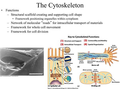 3 Types Of Cytoskeleton