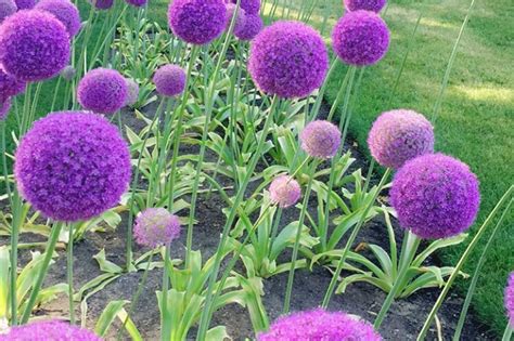 How to Design a Flower Bulb Garden | a Blade of Grass | Boston ...