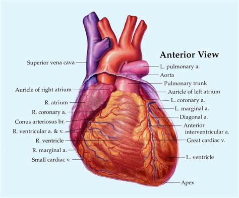 Location Of Human Heart In Body | MedicineBTG.com