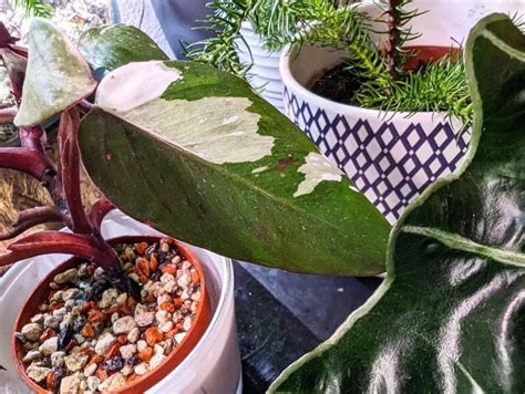 Scandens Philodendron Growing Guide