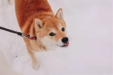 Exchange De Criptomoedas Prev Alta De Para A Shiba Inu Shib