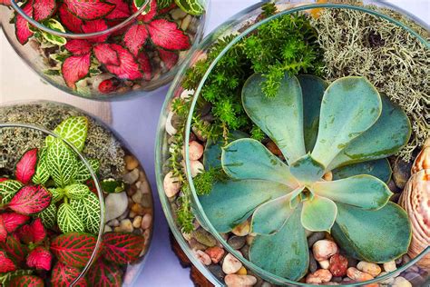 Best Terrarium Plants for Beginners and How to Care for Them