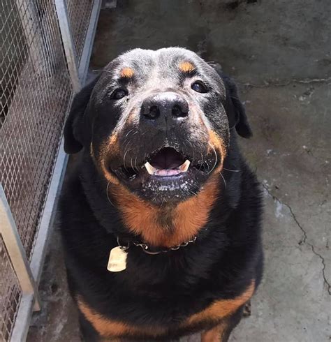 Roger Florida Rottweiler Rescue Ranch