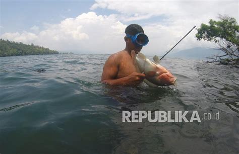 Menangkap Ikan Dengan Panah Di Danau Singkarak Republika Online