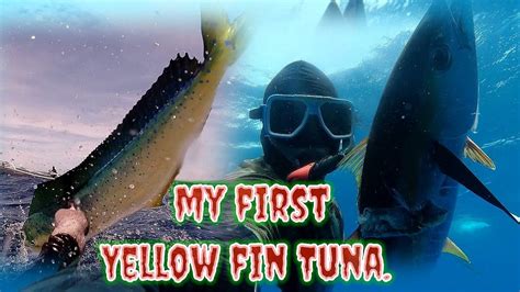 MY FIRST YELLOW FIN TUNA 0PEN WATER SPEARFISHING Gabby Ramal YouTube