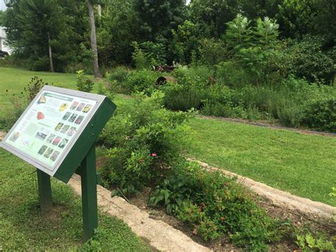 Florida's Native Wildflowers | Florida Wildflower Foundation
