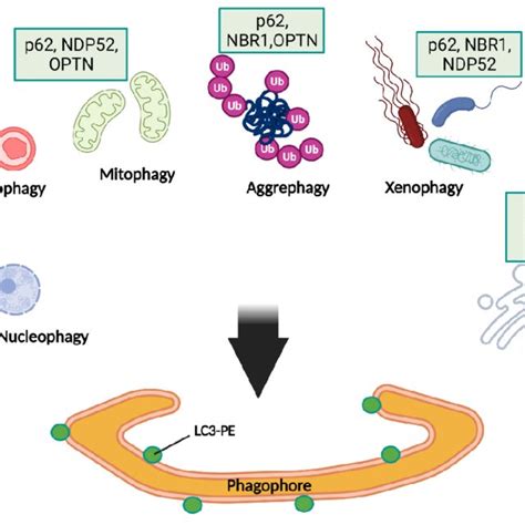 Subtypes Of Selective Autophagy And Their Cargo Receptors Selective