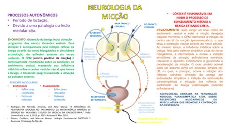 Mapa Mental Neurologia Da Miccao Anatomia Aplicada A Fisioterapia