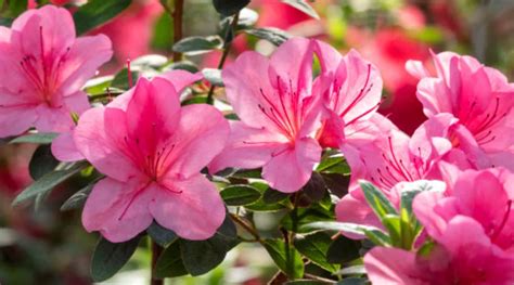 Can You Grow Azaleas From Cuttings 5 Easy Steps