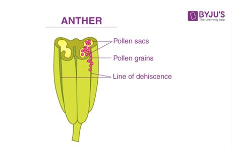 What is anther and its function in a flower?