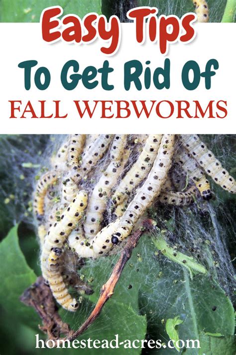 Fall Webworm Control How To Get Rid Of Fall Webworms Easily