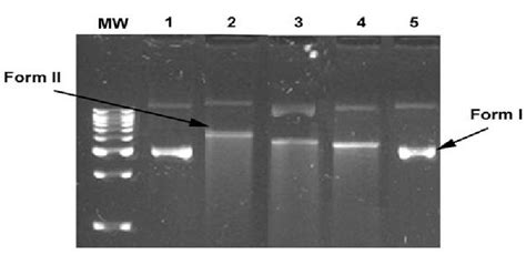 DNA Protection Assay MW Molecular Weight 1 Control 2 DNA Fenton S