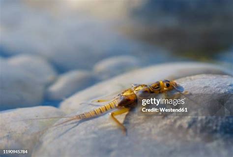 Stonefly Larvae Photos and Premium High Res Pictures - Getty Images