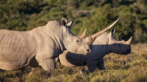 Could Fake Horns End Illegal Rhino Poaching Rnprplanetmoney