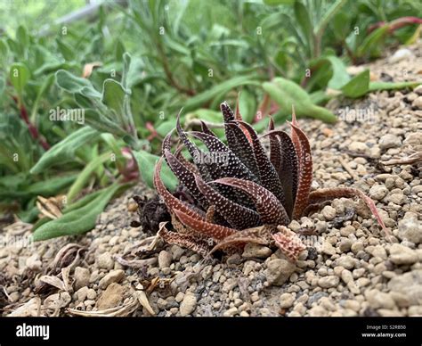 Plant Octopus Hi Res Stock Photography And Images Alamy