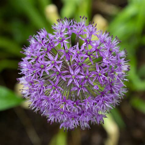 Allium Flower - Flower - Photo.net