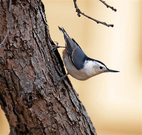 White Breasted Nuthatch The Upside Down Bird Birds And Blooms