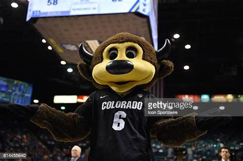 Colorado Buffaloes Mascot Photos and Premium High Res Pictures - Getty Images