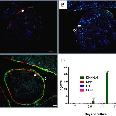 Protein Levels Of Leydig And Sertoli Cells Leydig Cell Proteins A