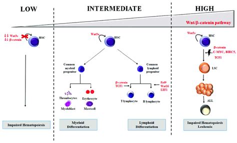 Role Of Wnt β Catenin Signaling Pathway In Hematopoiesis And Download Scientific Diagram