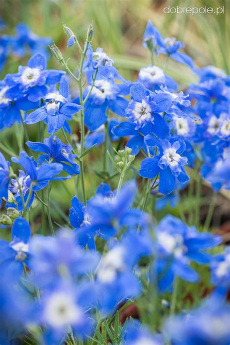 Szkółka Bylin Dobrepole Delphinium grandiflorum Ocean Tiara Blue