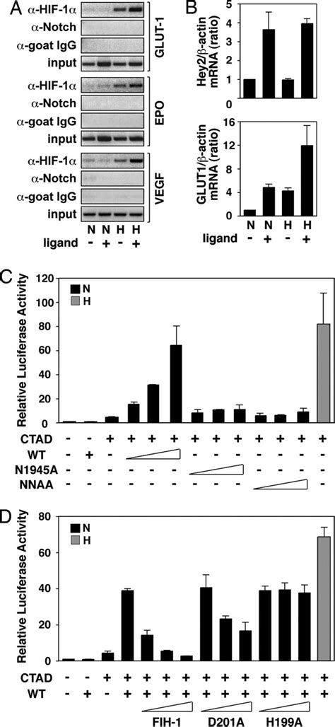 Activation Of Notch Increases Binding Of HIF 1 To Target Genes And