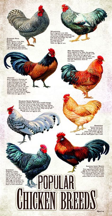 Popular Chicken Breeds, 500 Pieces, SunsOut | Puzzle Warehouse