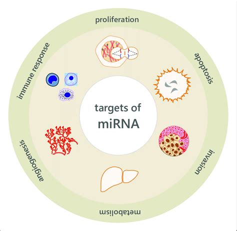 Overview Of The Role Of MiRNAs In The Regulation Of Physiological And