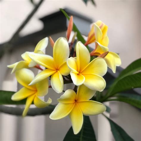 Plumeria Rubra Darwin Yellow Frangipani Darwin Yellow Uploaded