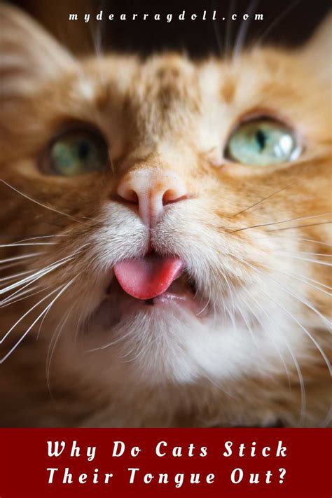 Why Do Cats Stick Their Tongue Out