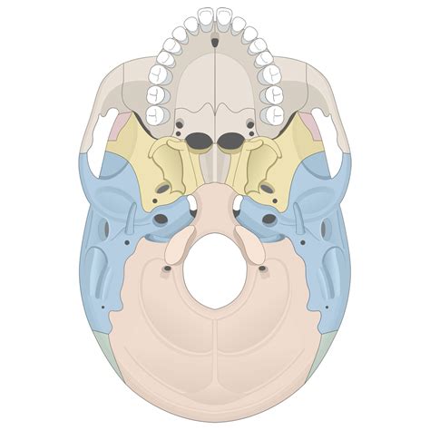 Facial And Cranial Bones Quizzes Human Bio Media