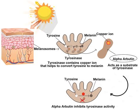 Alpha Arbutin Benefits for Skin Lightening | Plamed Group