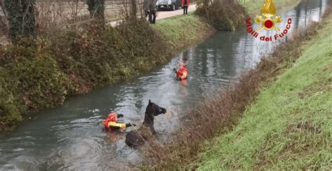 Cavalla Finisce Nel Canale Salvata Dai Vigili Del Fuoco Una Mela Per