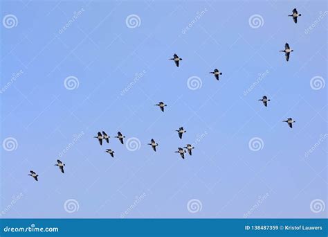 Flock of Barnacle Geese in Flight on a Blue Sky Stock Image - Image of ...