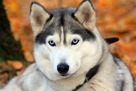 Stunning Siberian Husky Hd Wallpaper