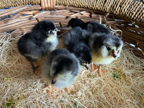 Black Ameraucana Large Fowl Chicks Tarbox Hollow Poultry