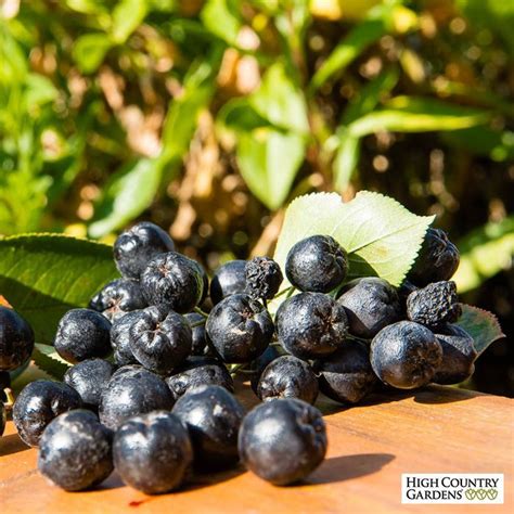 Viking Black Chokeberry Aronia Chokeberry Aronia Aronia Berries