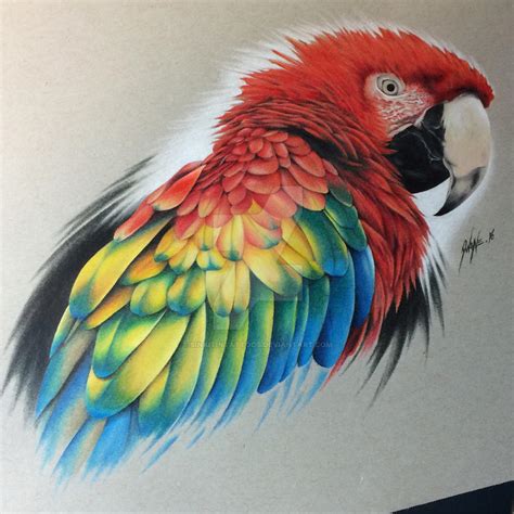 Scarlet Macaw By Sinkitintattoos On Deviantart