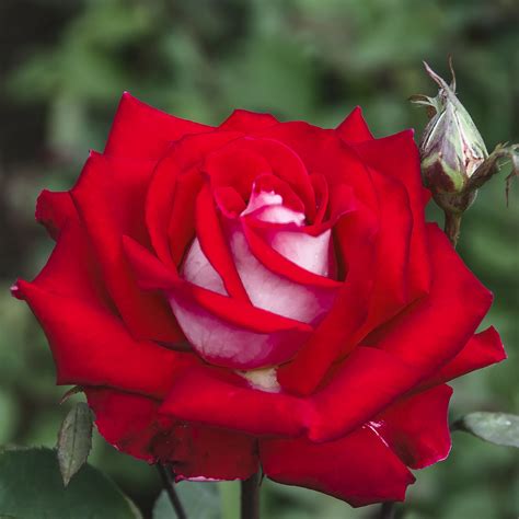 Roses — Sunnyside Nursery