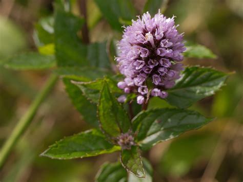 Mint | Diseases and Pests, Description, Uses, Propagation