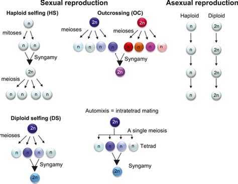 Illustration Of The Different Modes Of Reproduction And Mating Systems