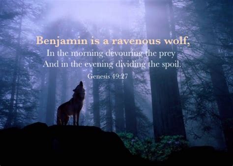 Genesis 4927 Benjamin Is A Ravenous Wolf In The Morning Devouring The